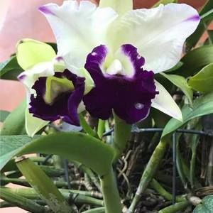 Meet your Posher, Bobby